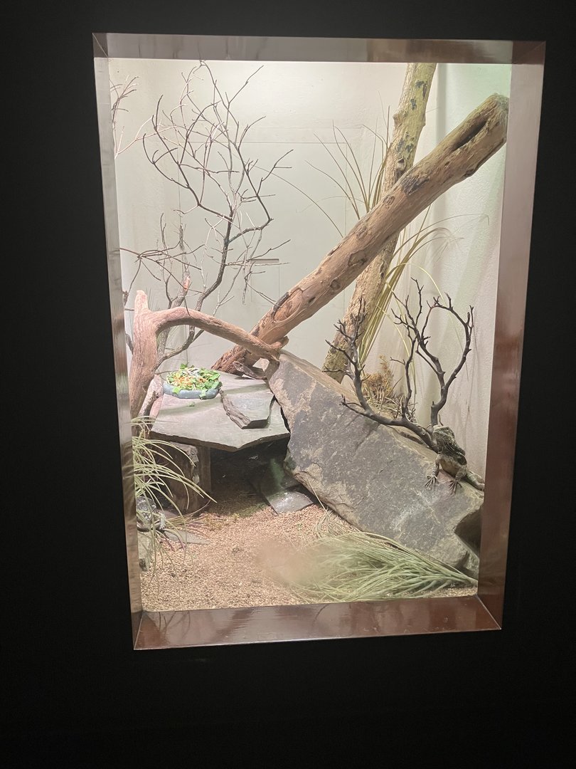 World of Reptiles - Frilled Lizard/Shingleback Skink Terrarium