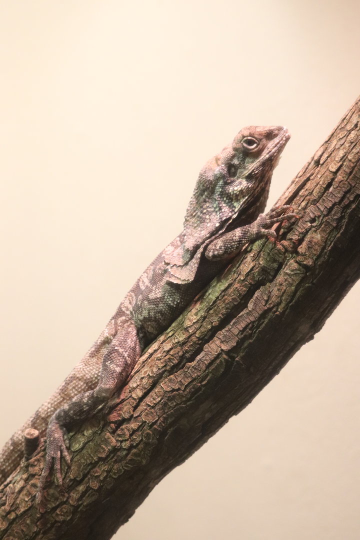 World of Reptiles - Frilled Lizard