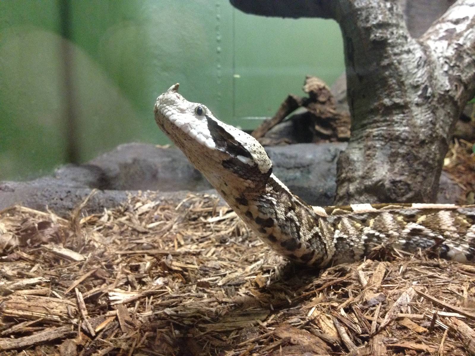 World of Reptiles - Gaboon Viper