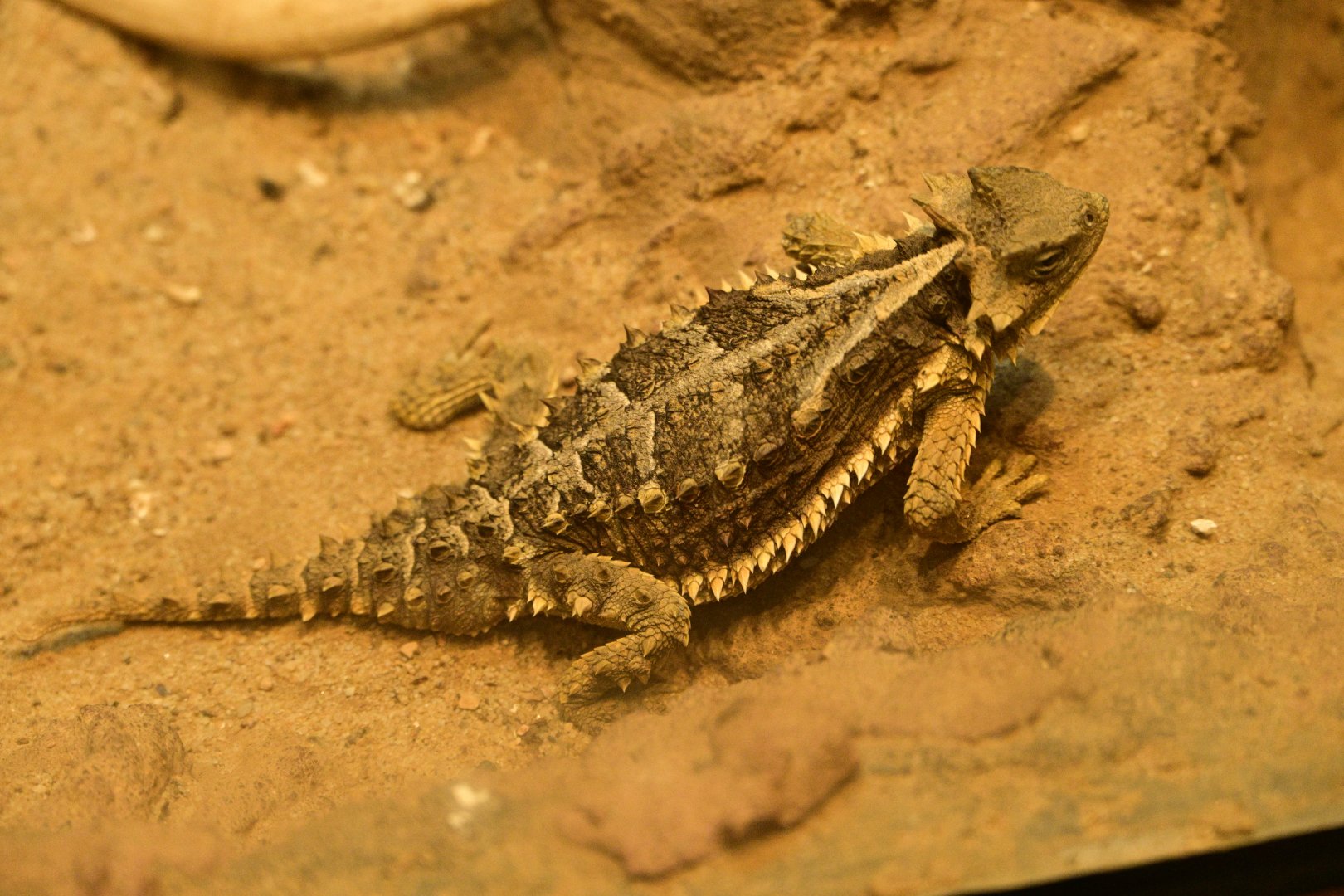 World of Reptiles - Giant Horned Lizard (Phrynosoma asio)