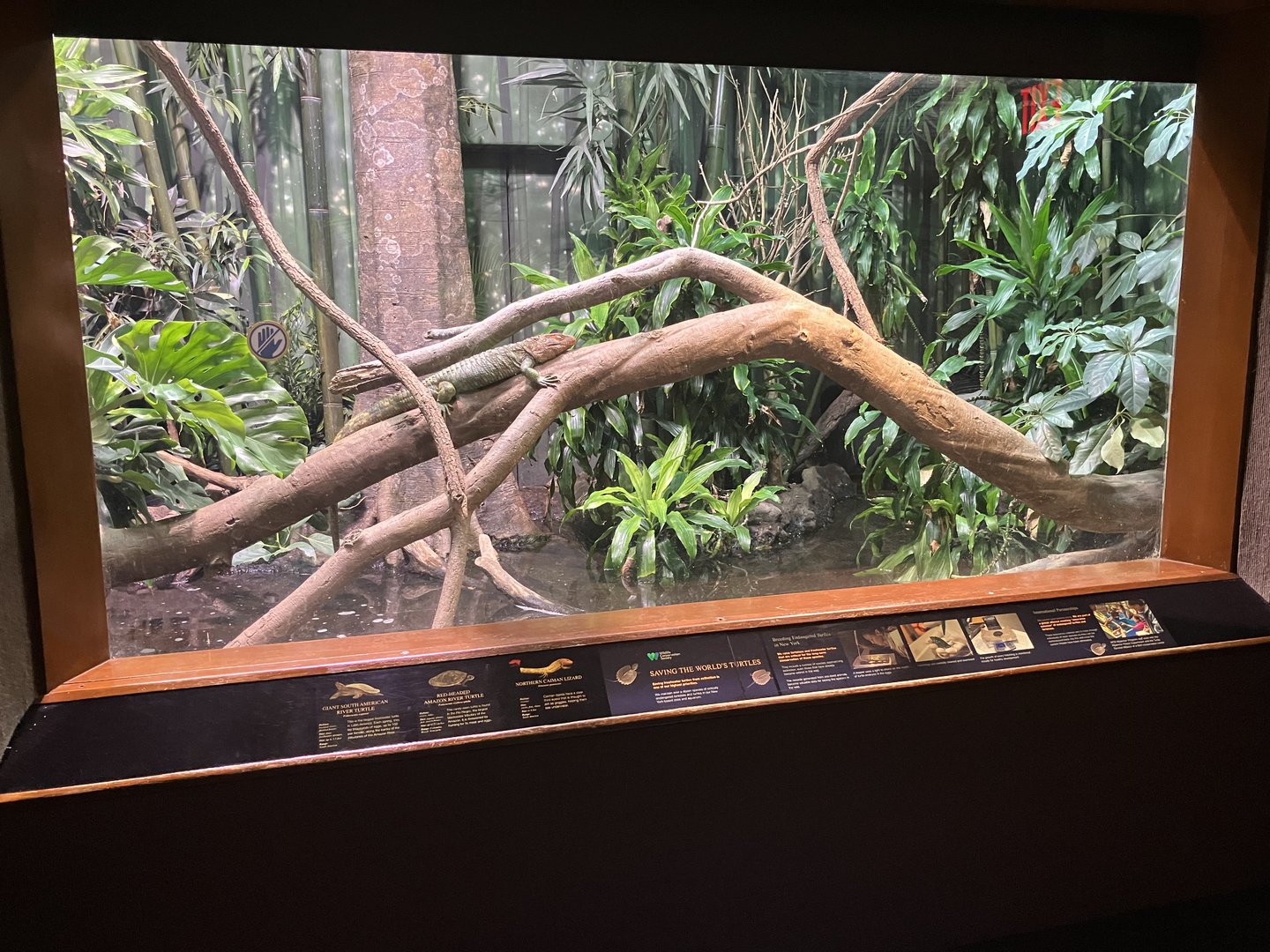 World of Reptiles - Giant South American River Turtle/Red-Headed Amazon River Turtle/Northern Caiman Lizard Exhibit