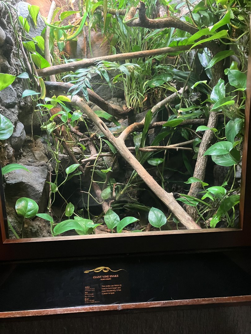 World of Reptiles - Giant Vine Snake Terrarium
