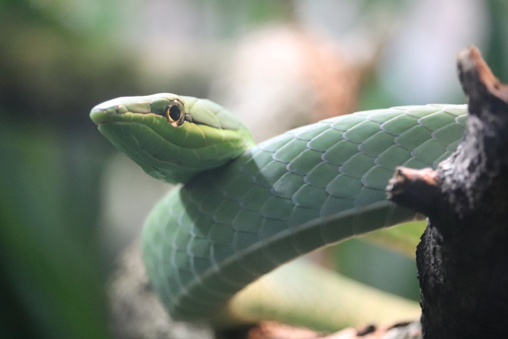 World of Reptiles - Giant Vine Snake