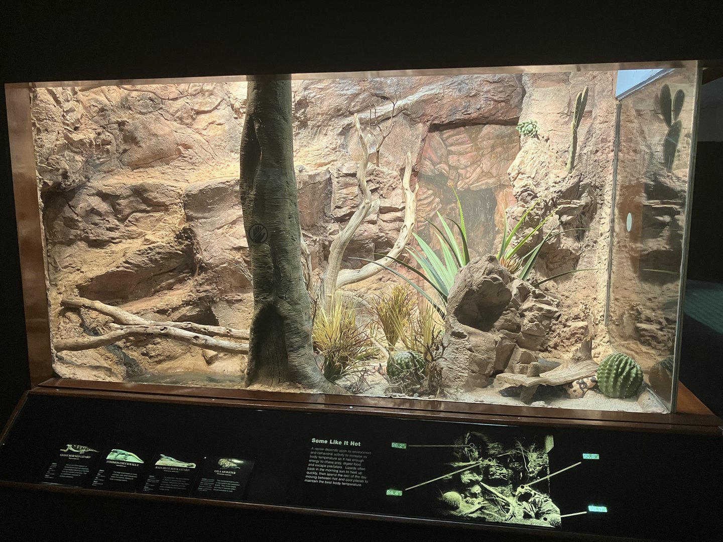 World of Reptiles - Gila Monster/Common Chuckwalla/Baja Blue Rock Lizard/Giant Horned Lizard Terrarium