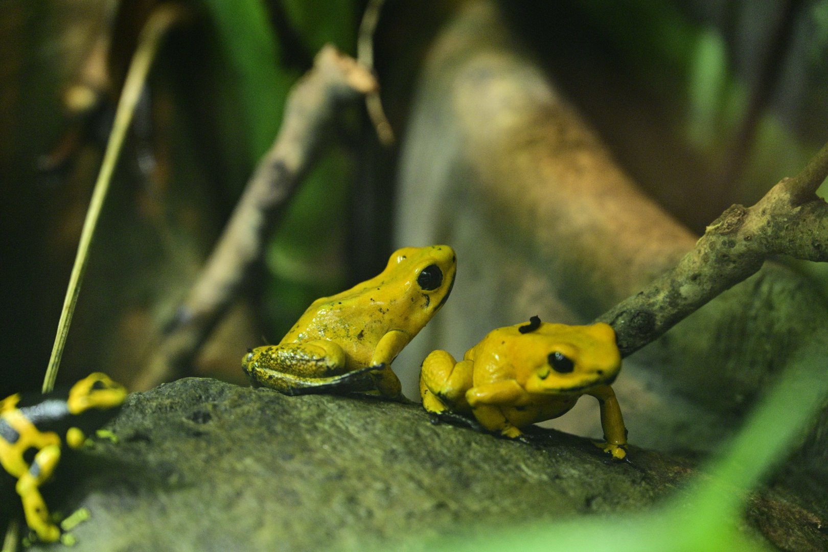 World of Reptiles - Golden Poison Dart Frog (Phyllobates terribilis)
