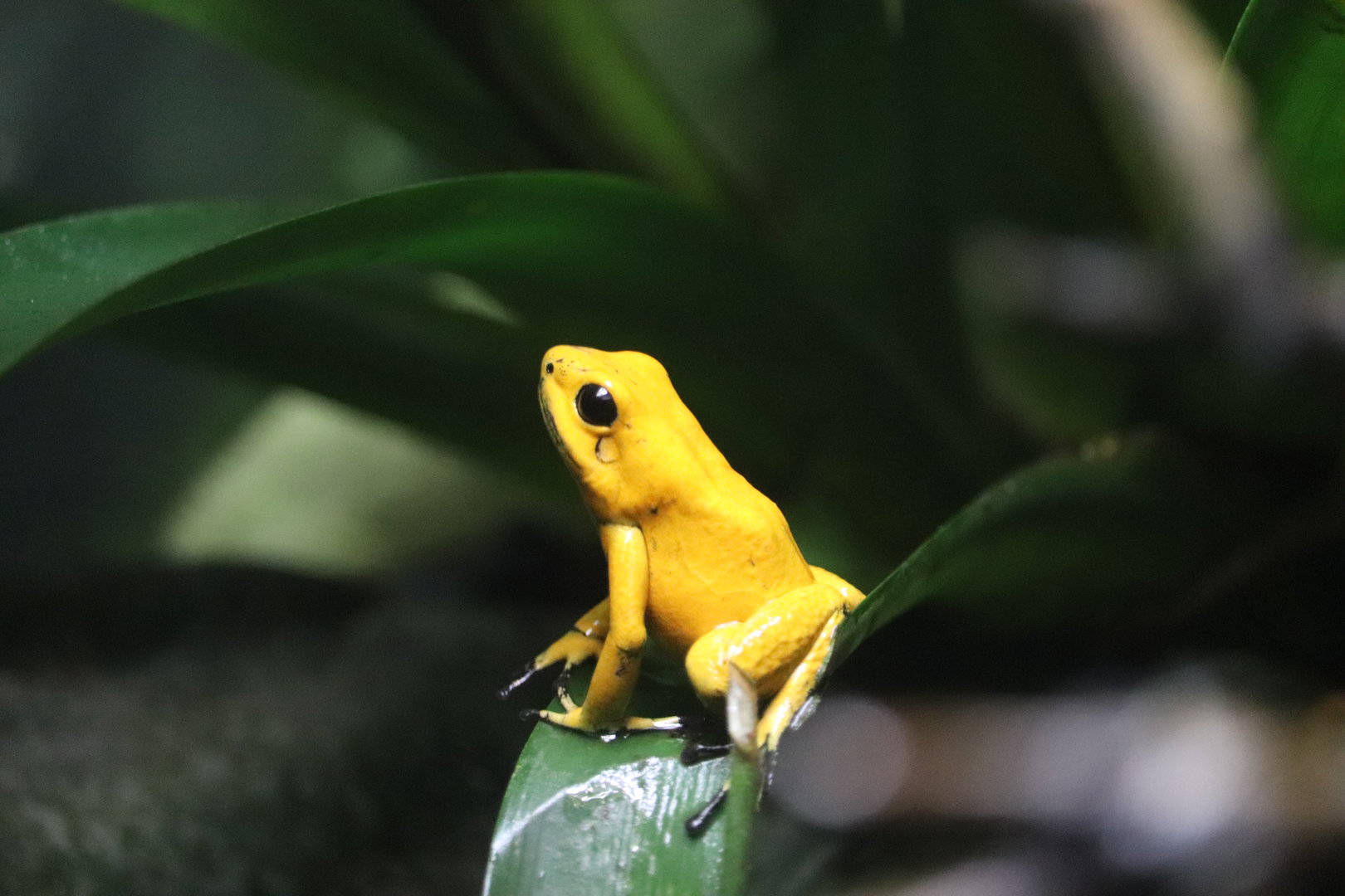 World of Reptiles - Golden Poison Frog