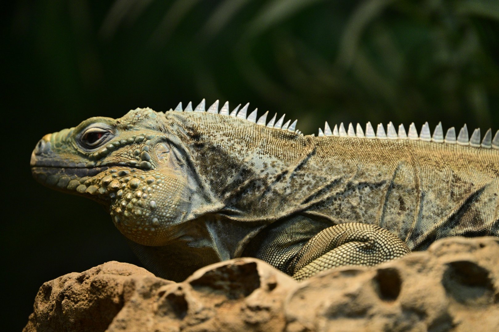 World of Reptiles - Grand Cayman Blue Iguana (Cyclura lewisi)
