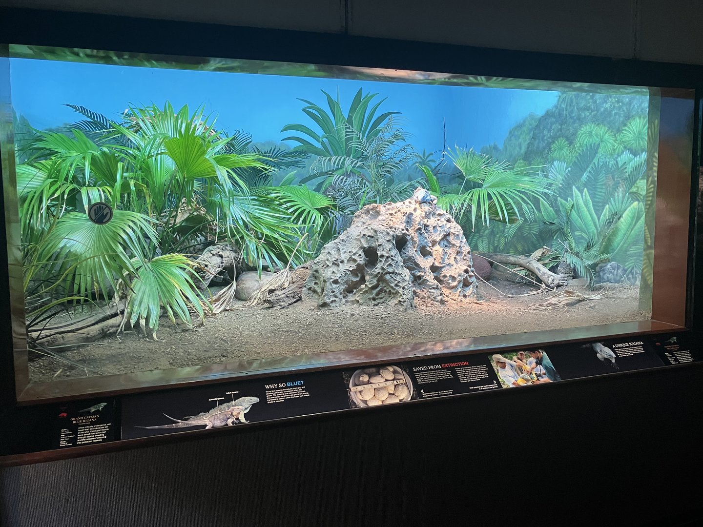 World of Reptiles - Grand Cayman Blue Iguana Exhibit
