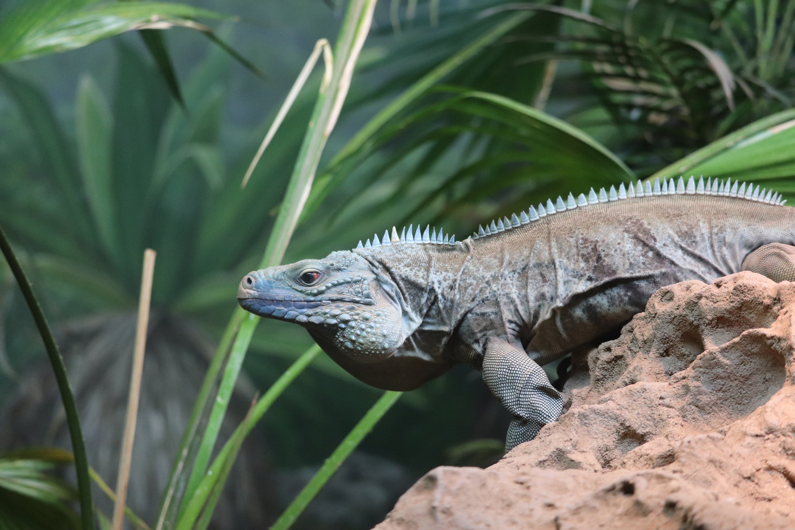 World of Reptiles - Grand Cayman Blue Iguana