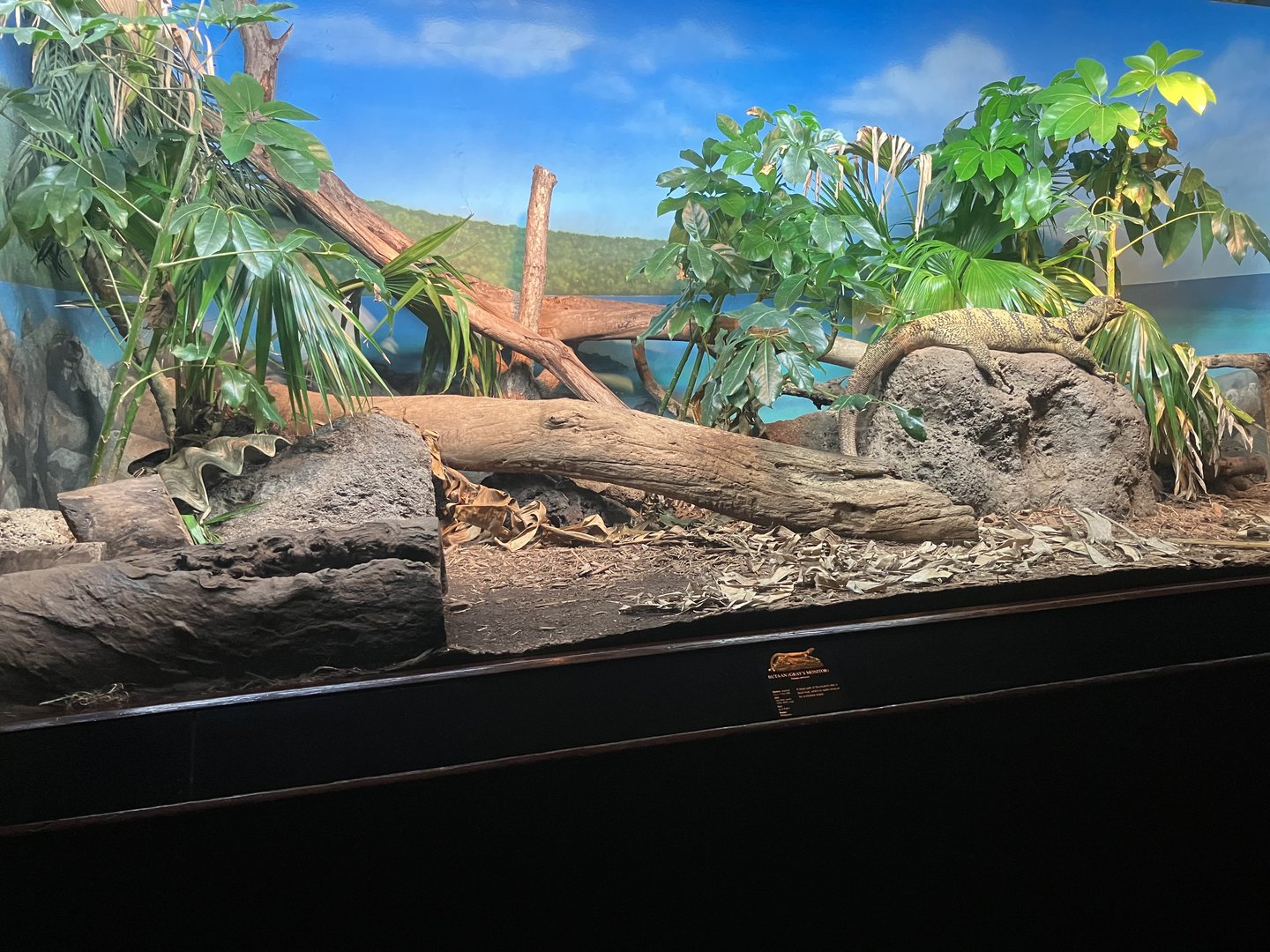 World of Reptiles - Gray’s Monitor Exhibit