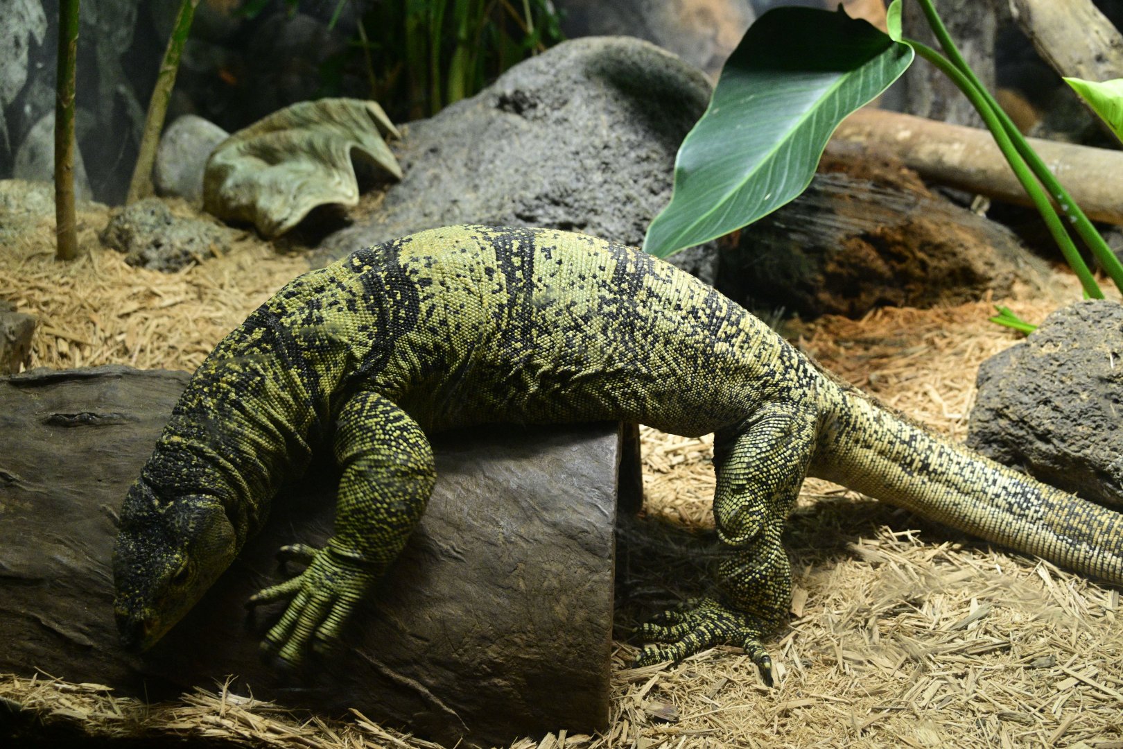 World of Reptiles - Gray's Monitor (Varanus olivaceus)
