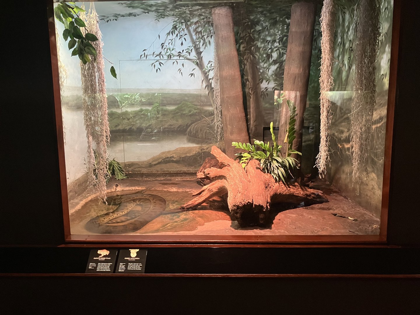 World of Reptiles - Green Anaconda/Smooth-Sided Toad Exhibit