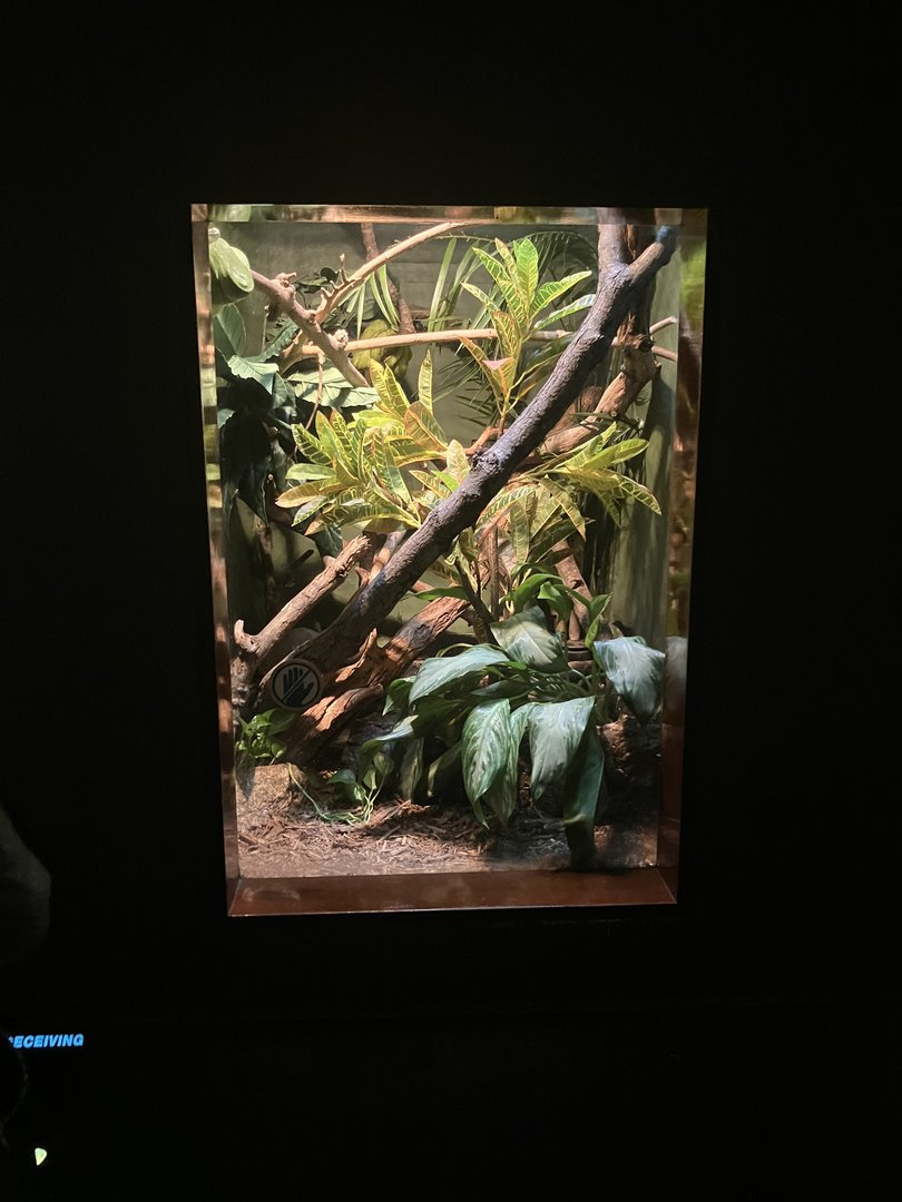 World of Reptiles - Green Tree Python Terrarium