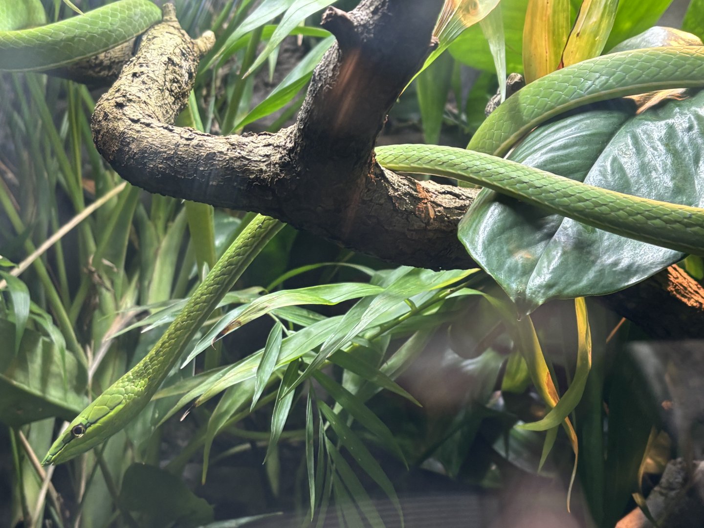 World of Reptiles- Green Vine Snake