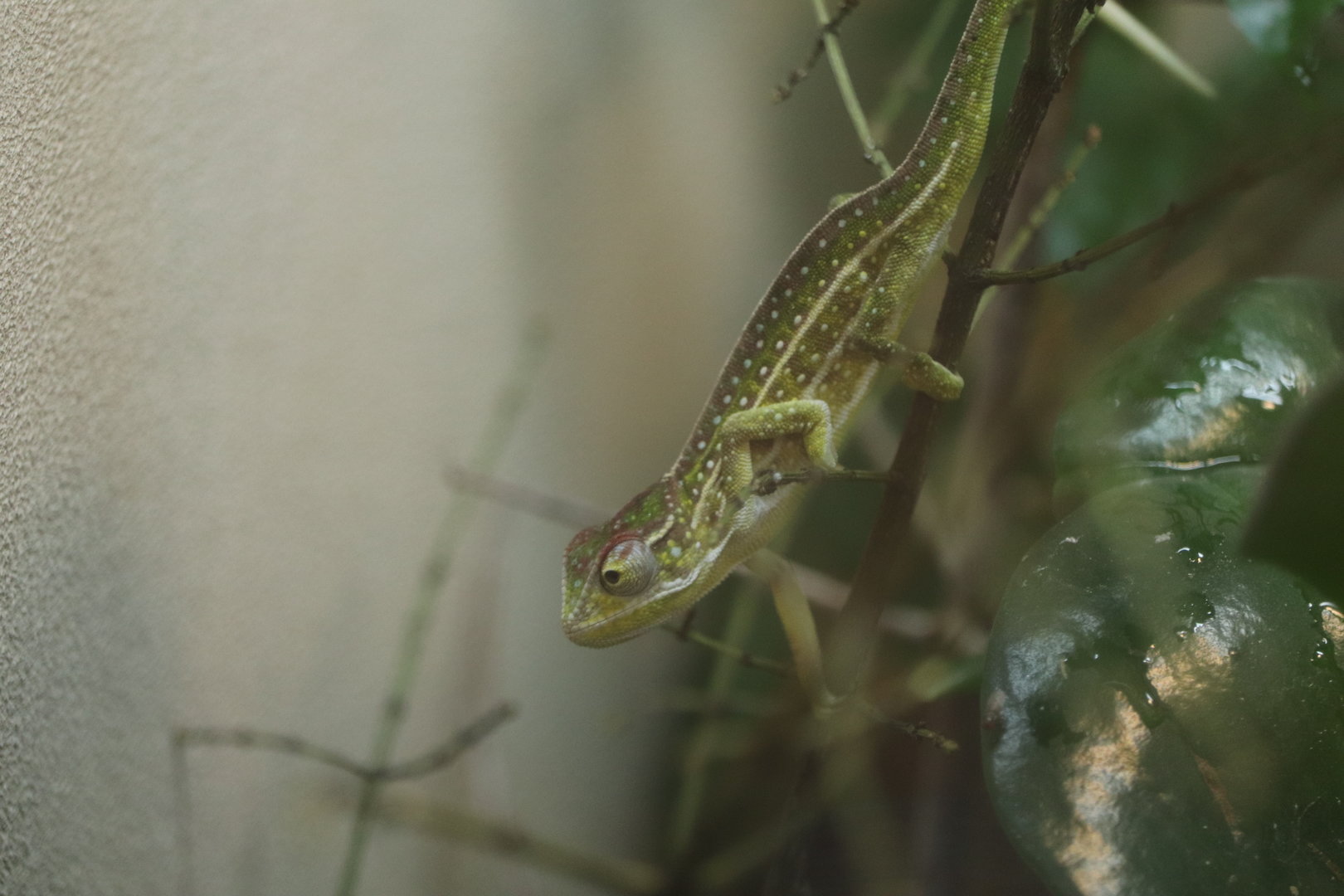 World of Reptiles - Jeweled Chameleon