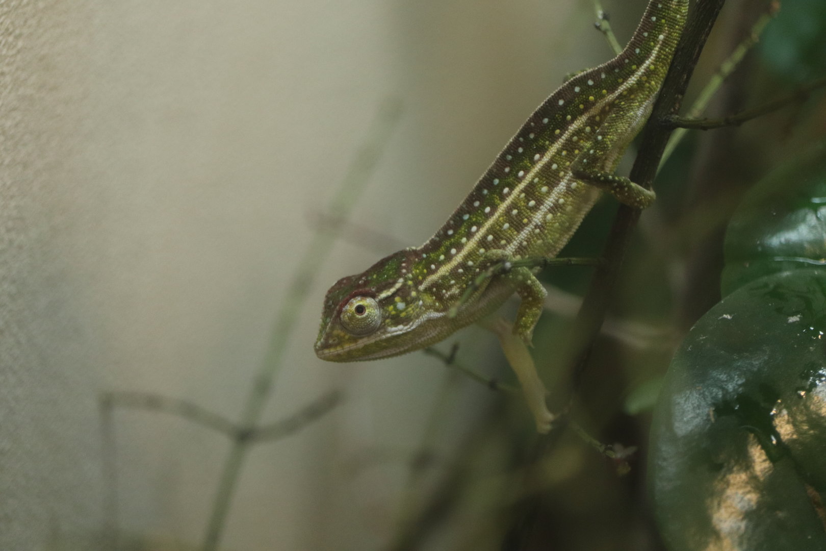 World of Reptiles - Jeweled Chameleon