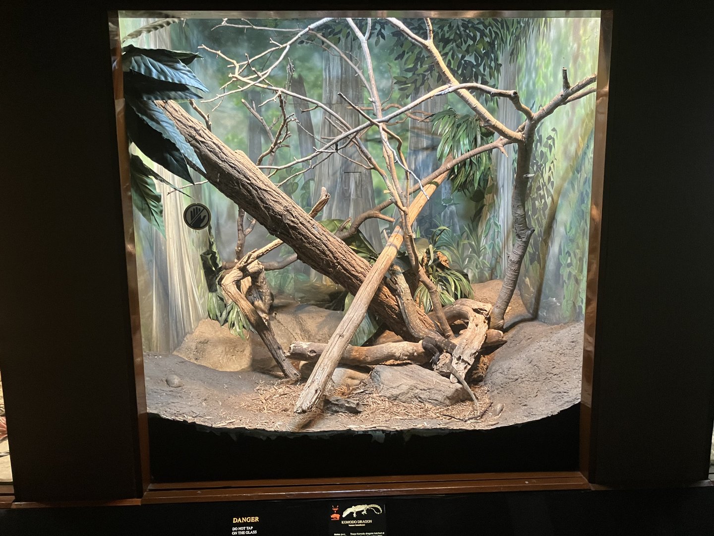 World of Reptiles - Juvenile Komodo Dragon Terrarium