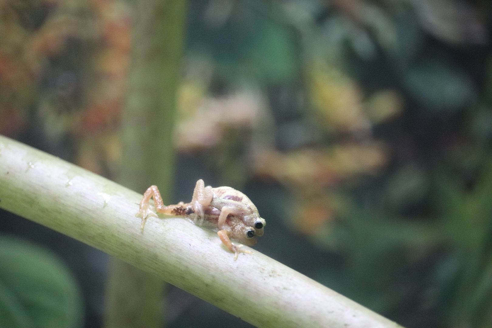 World of Reptiles - Kihansi Spray Frog