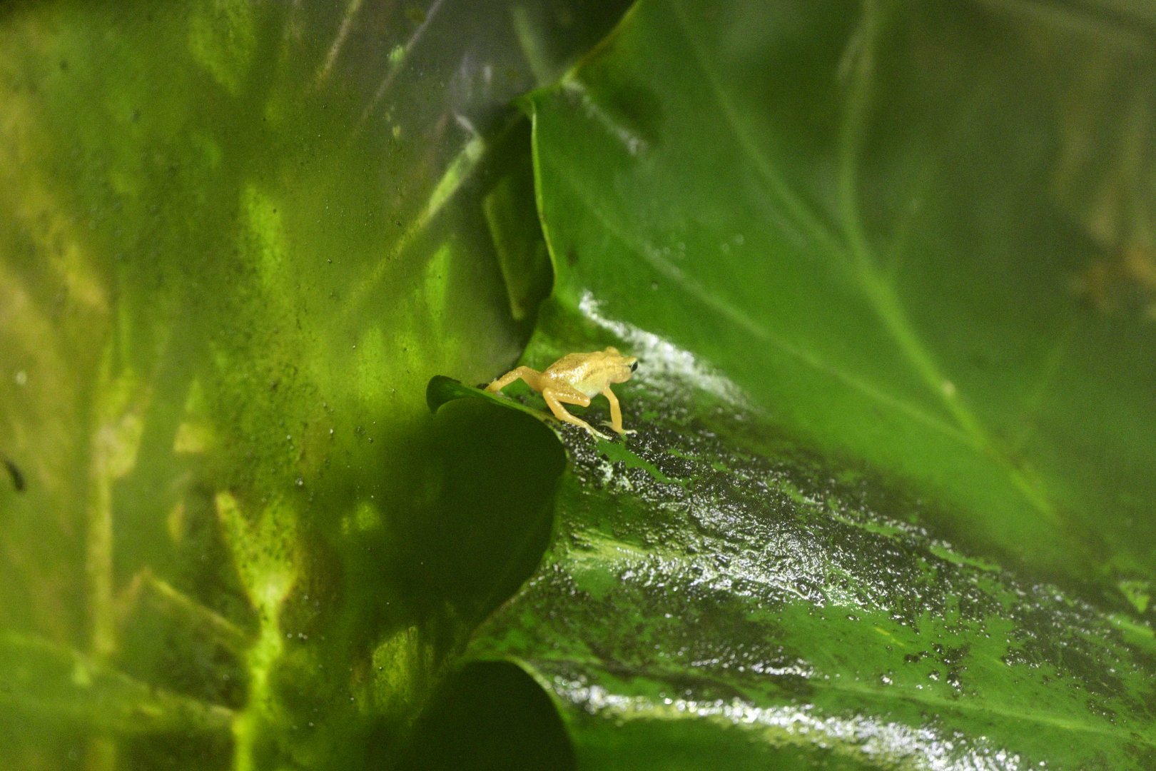 World of Reptiles - Kihansi Spray Toad (Nectophrynoides asperginis)