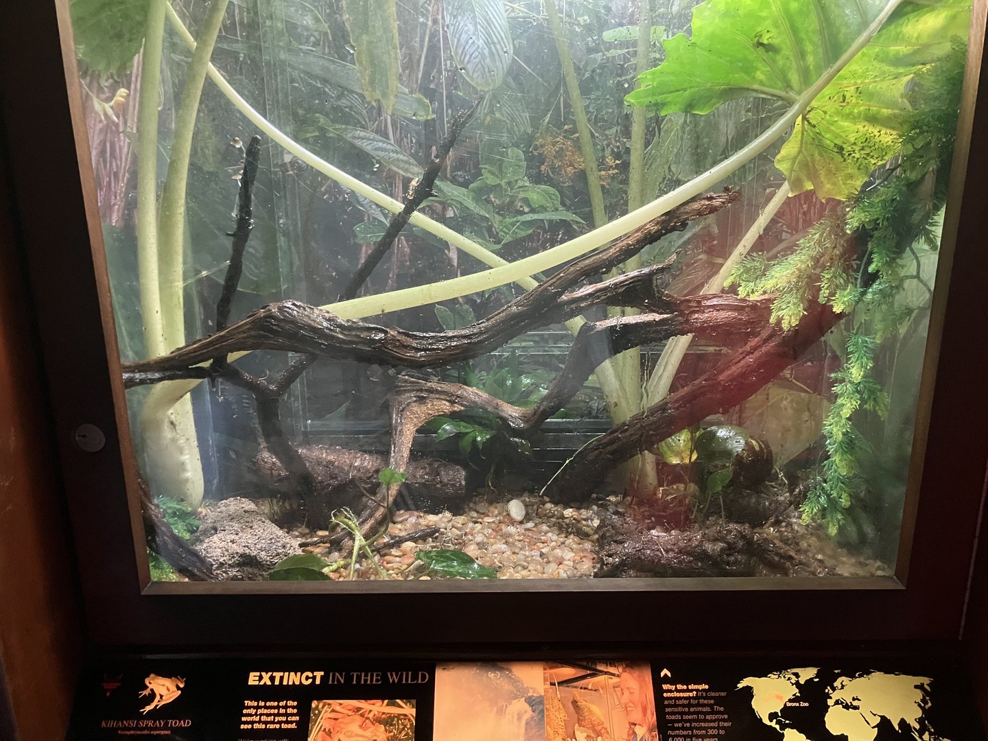 World of Reptiles - Kihansi Spray Toad Terrarium