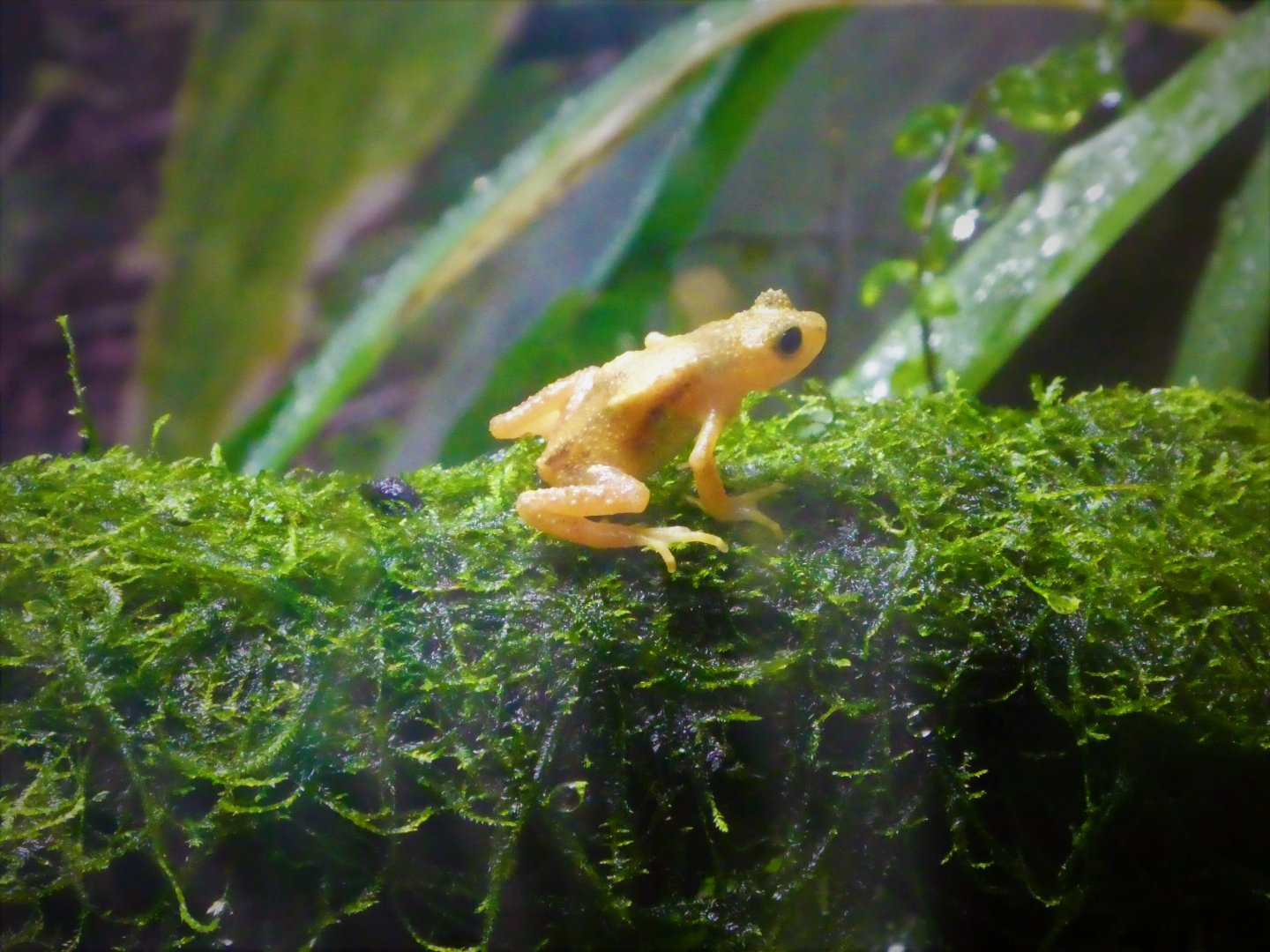 World of Reptiles - Kihansi Spray Toad