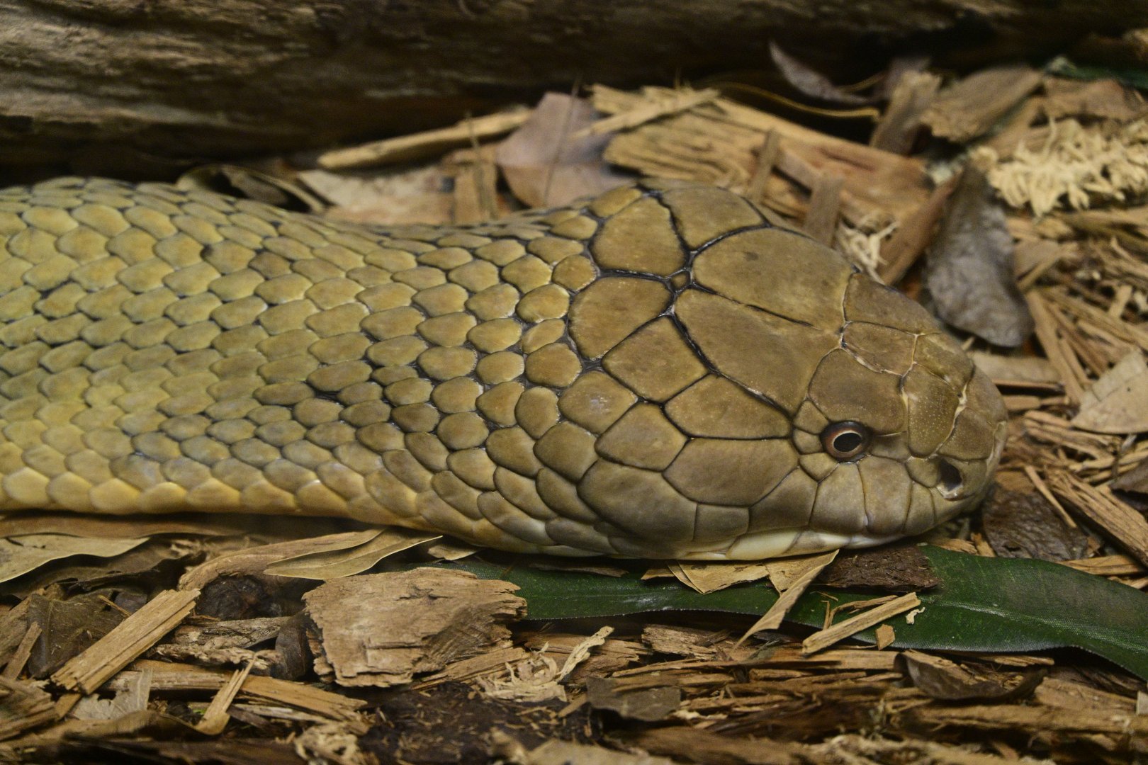 World of Reptiles - King Cobra (Ophiophagus hannah)