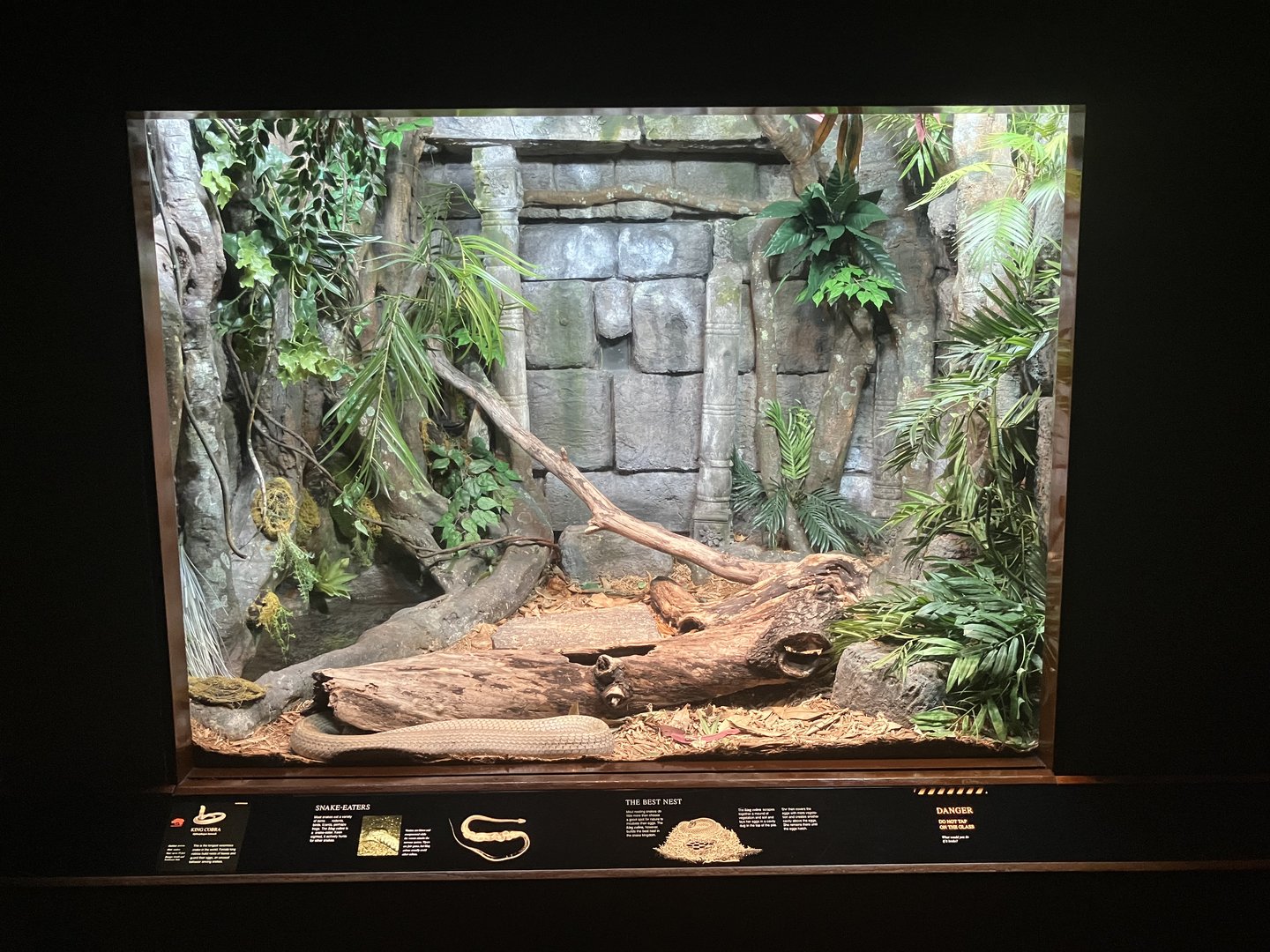World of Reptiles - King Cobra Terrarium