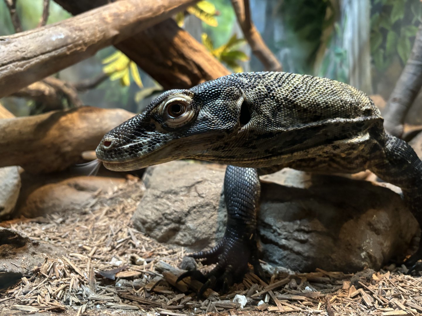 World of Reptiles- Komodo Dragon