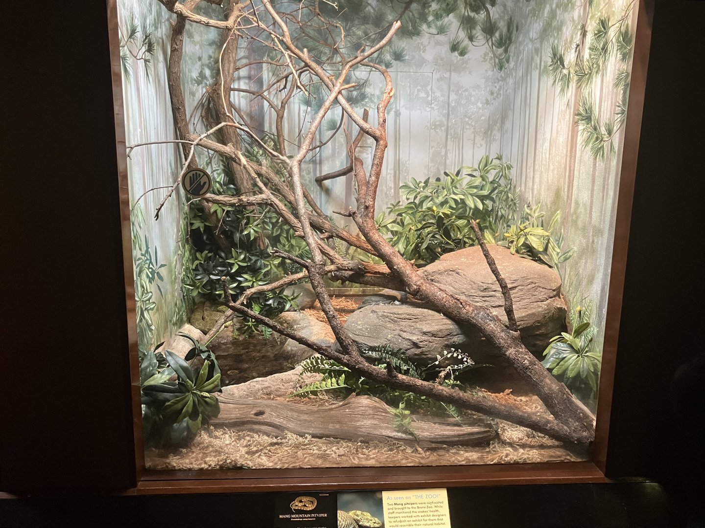 World of Reptiles - Mang Mountain Viper Terrarium