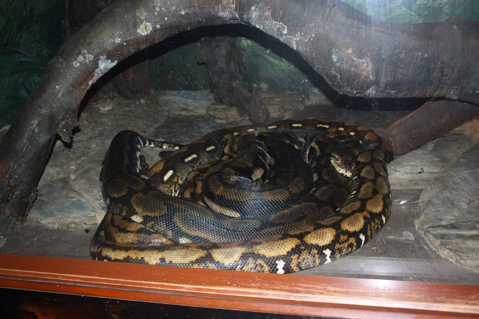 World of Reptiles- Massive Reticulated Python