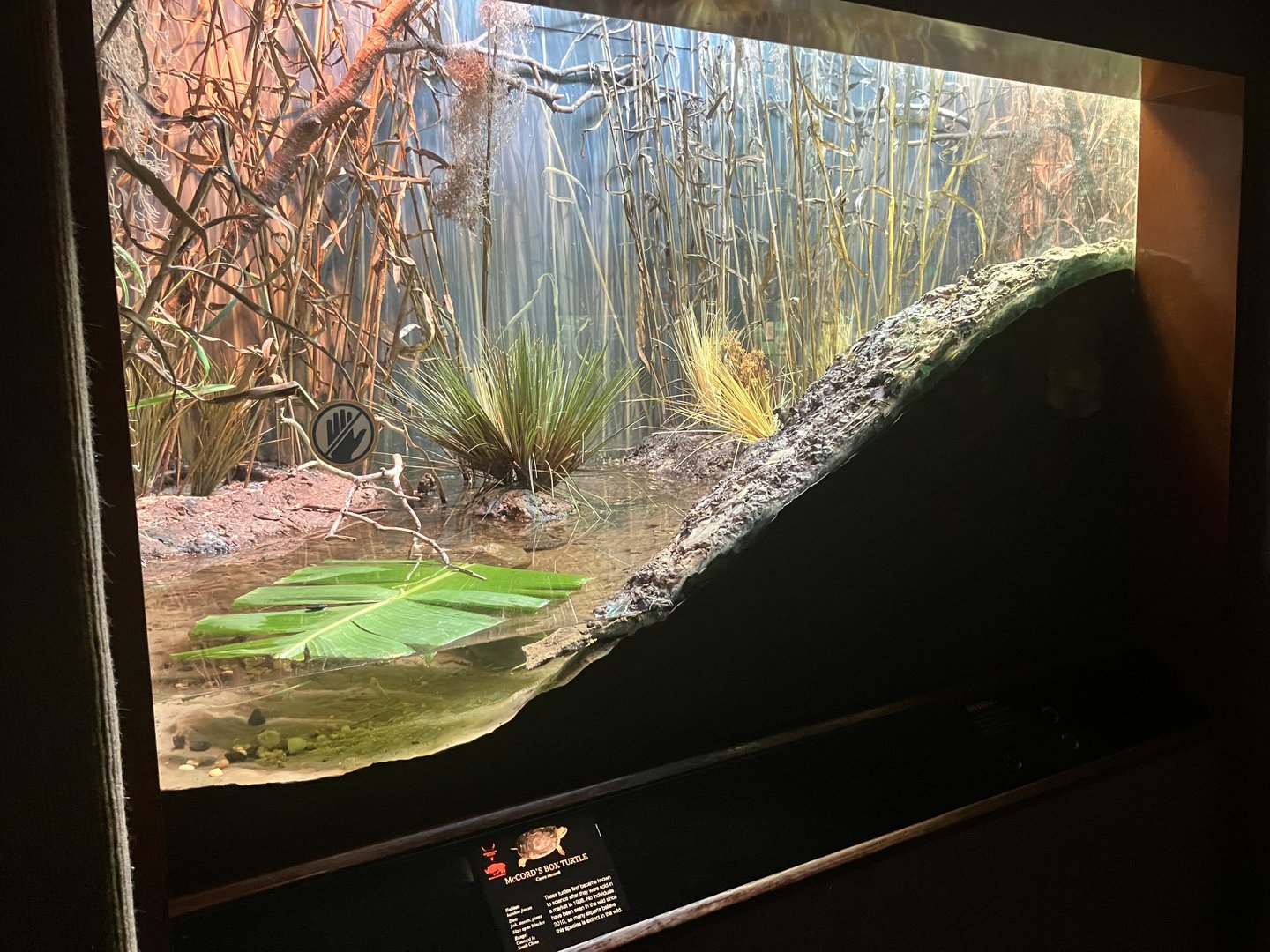 World of Reptiles - McCord’s Box Turtle Exhibit