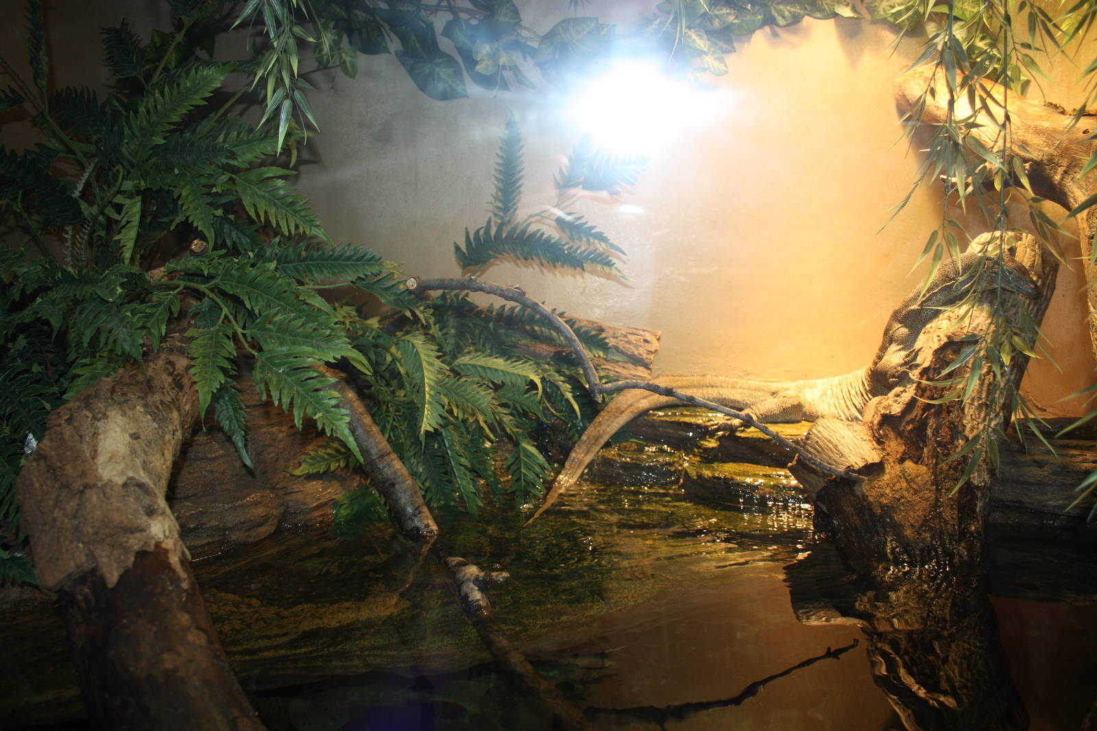 World of Reptiles- Merten's Water Monitor Exhibit