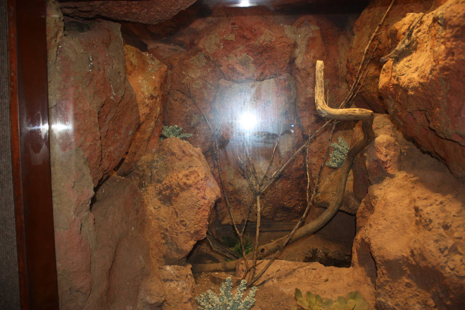 World of Reptiles- Mixed Species Exhibit