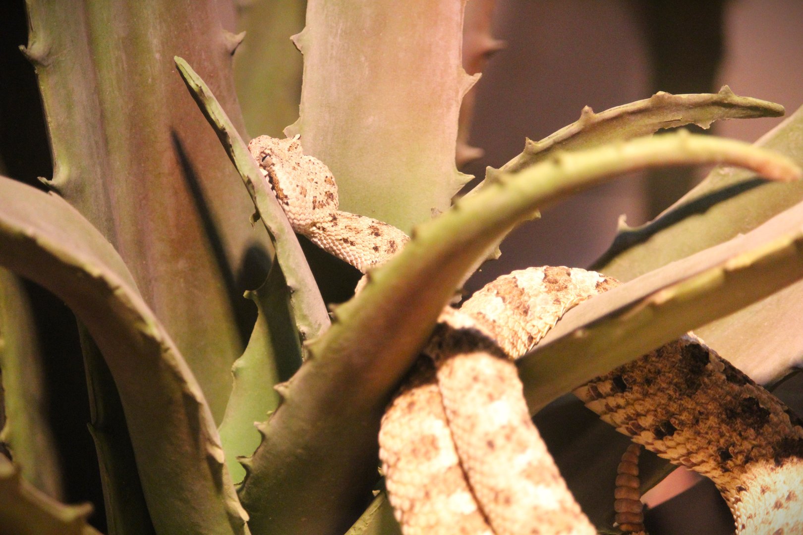 World of Reptiles - Mojave Desert Sidewinder