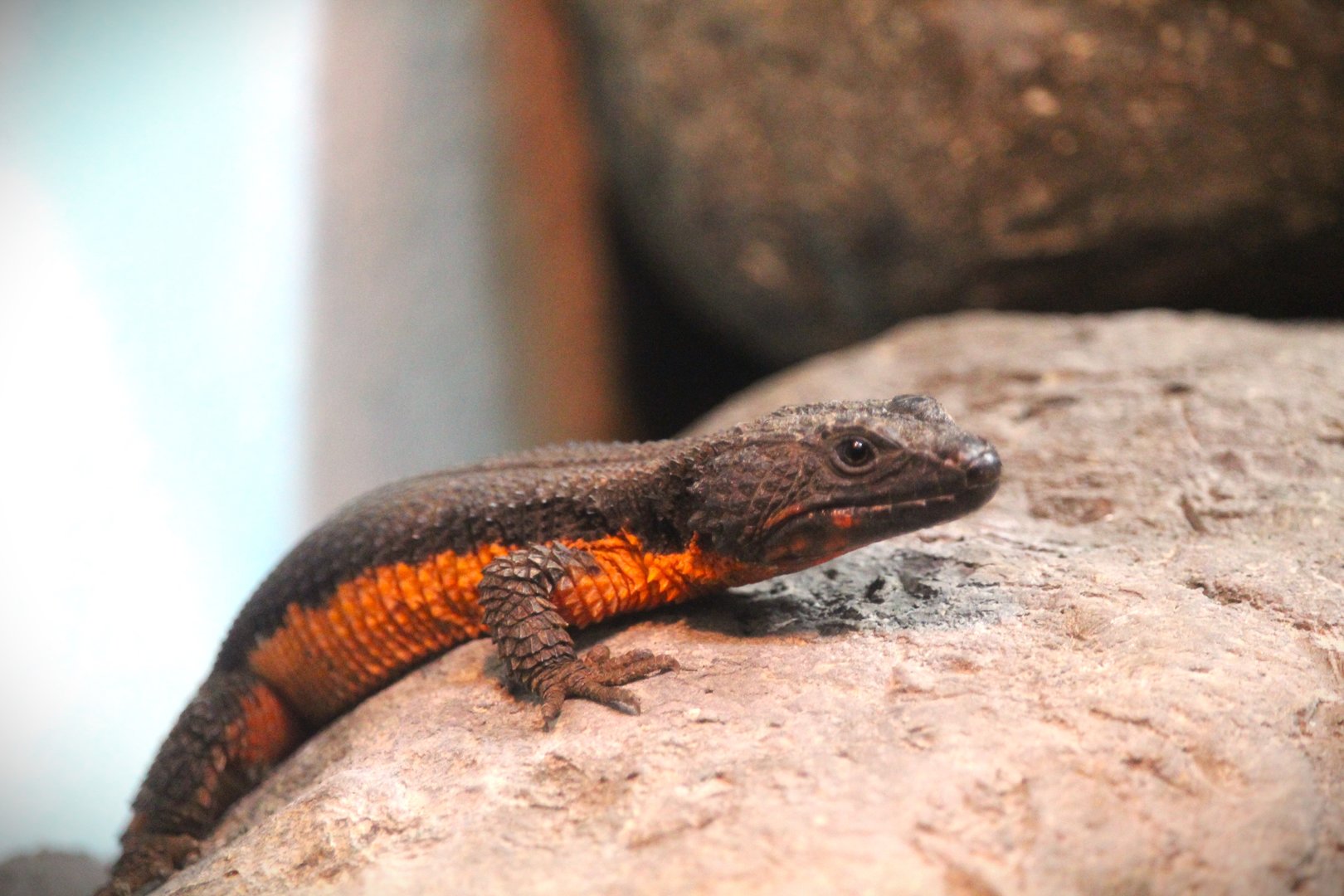 World of Reptiles - Mozambique Girdled Lizard