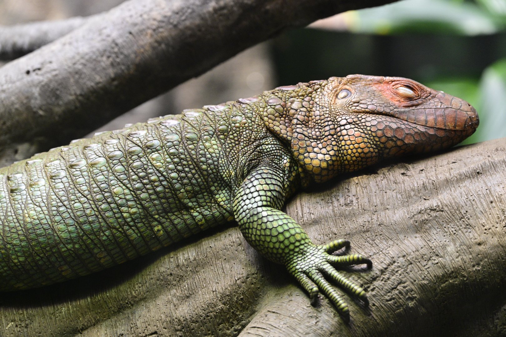 World of Reptiles - Northern Caiman Lizard (Dracaena guianensis)