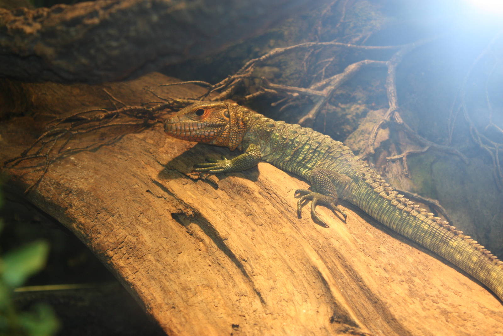World of Reptiles- Northern Caiman Lizard