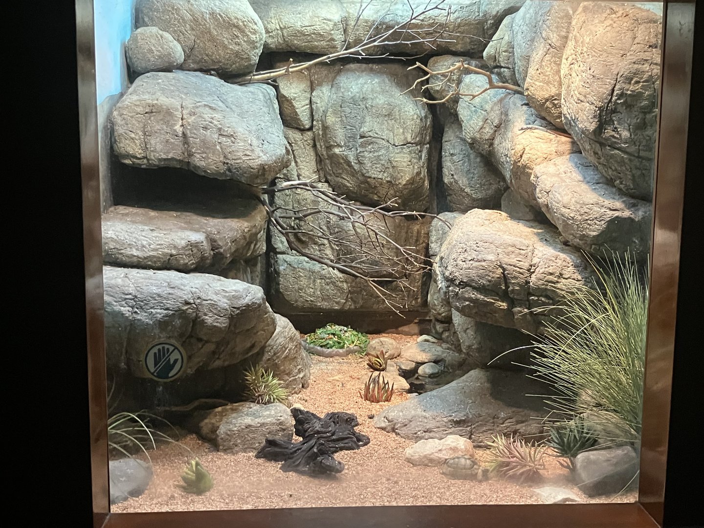 World of Reptiles - Pancake Tortoise/Egyptian Tortoise/Mozambique Girdled Lizard/Common Flat Lizard Terrarium