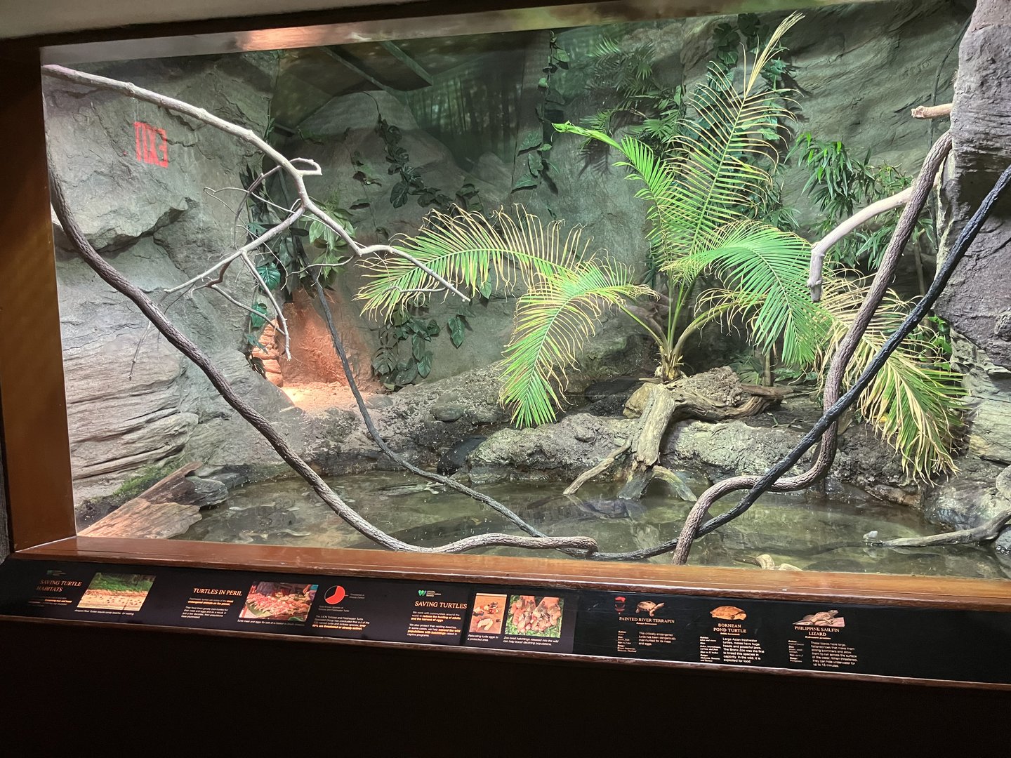 World of Reptiles - Philippine Sailfin Lizard/Painted River Terrapin/Bornean Pond Turtle Exhibit