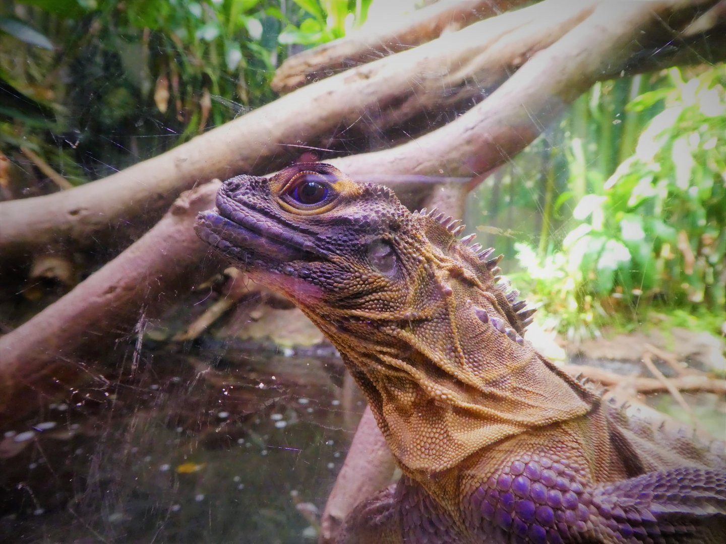 World of Reptiles - Philippine Sailfin Lizard