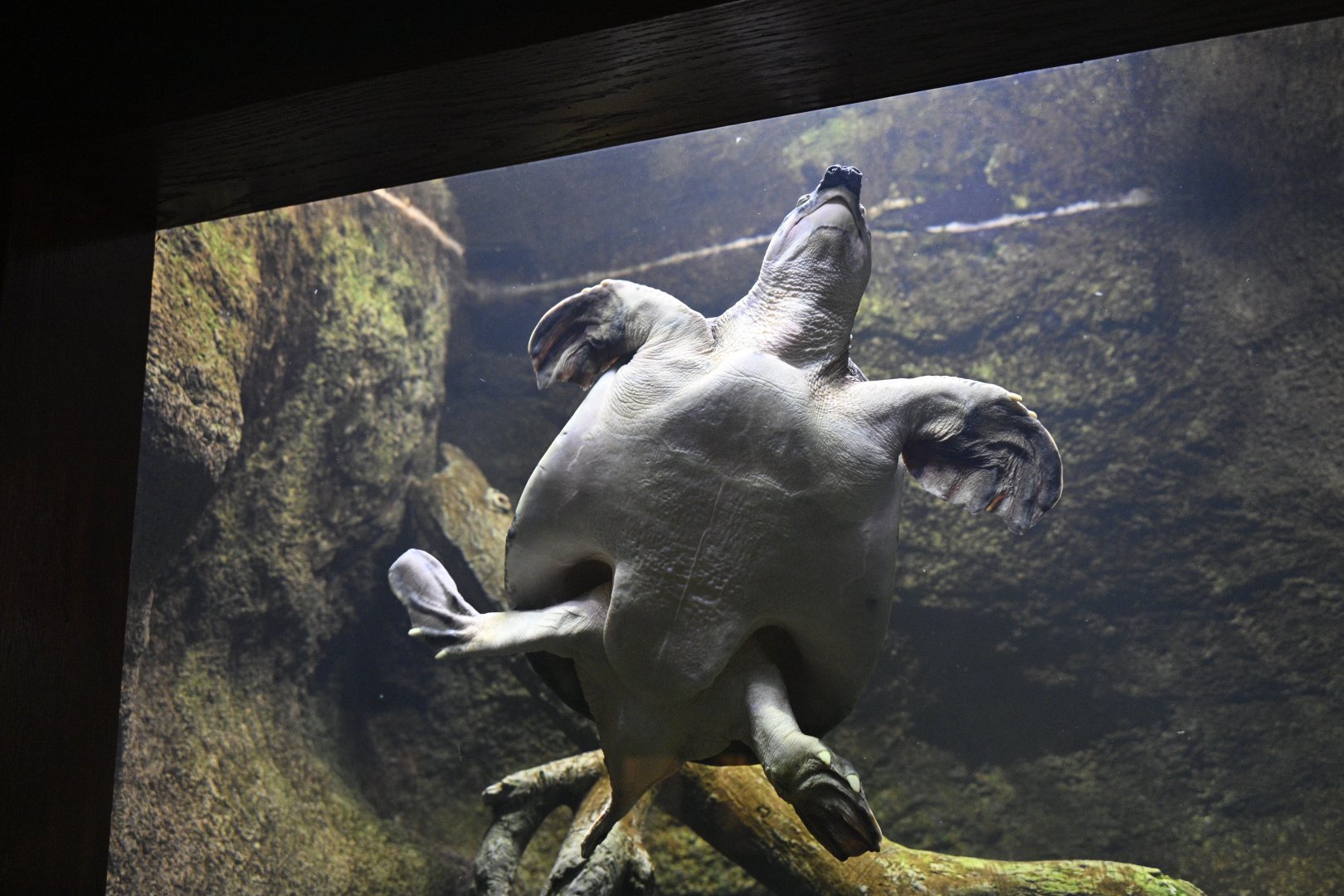World of Reptiles - Pig-nosed Turtle (Carettochelys insculpta)
