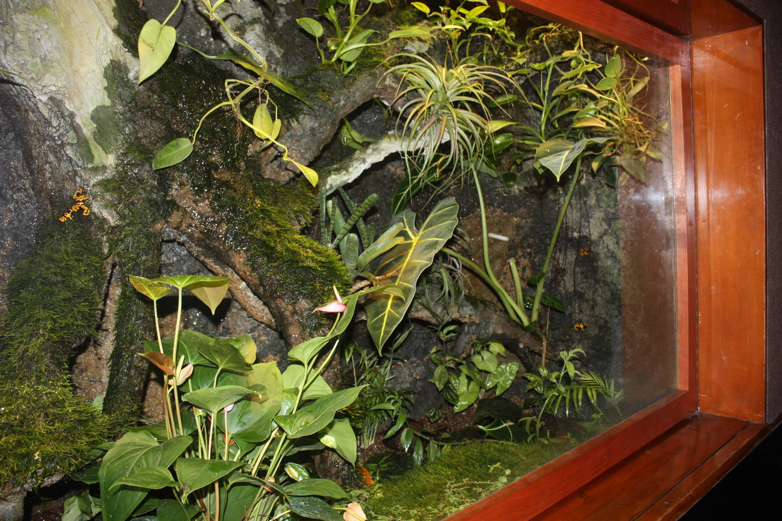 World of Reptiles- Poison Dart Frog Exhibit