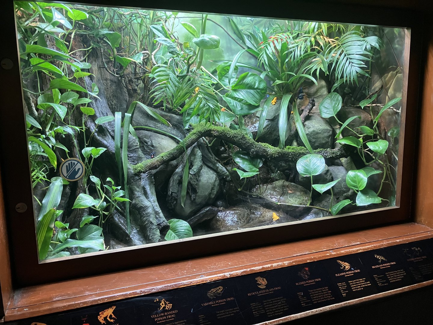 World of Reptiles - Poison Dart Frog Terrarium