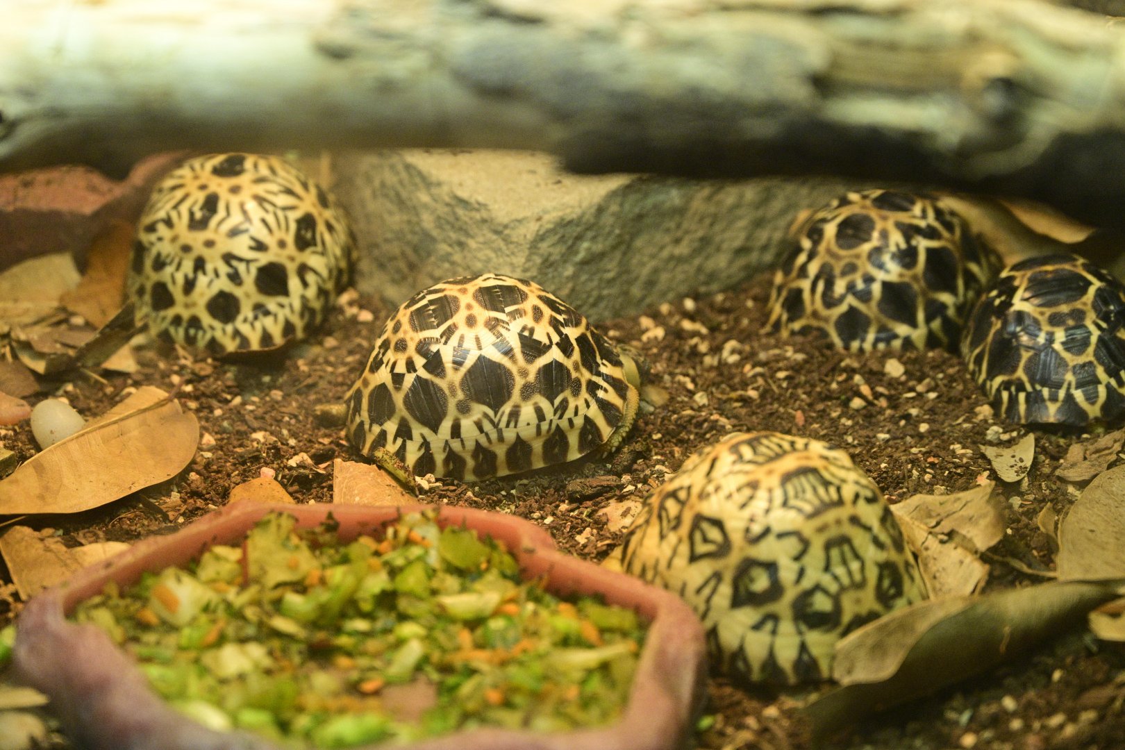 World of Reptiles - Radiated Tortoise (Astrochelys radiata) Young in the Nursury