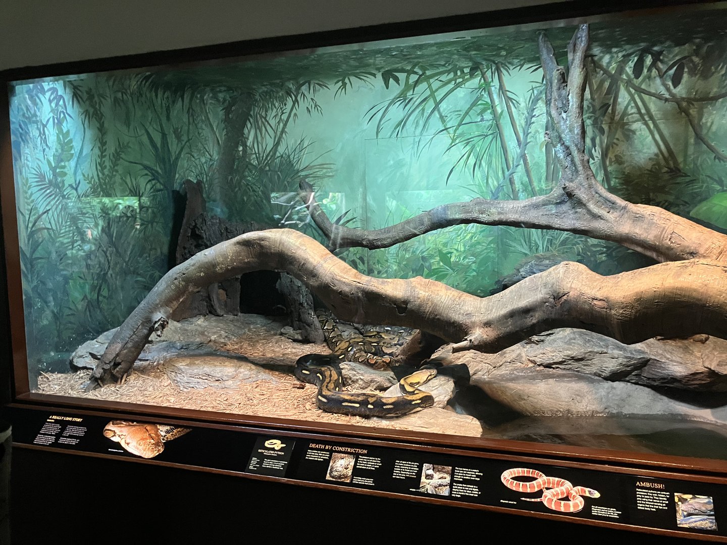 World of Reptiles - Reticulated Python Terrarium