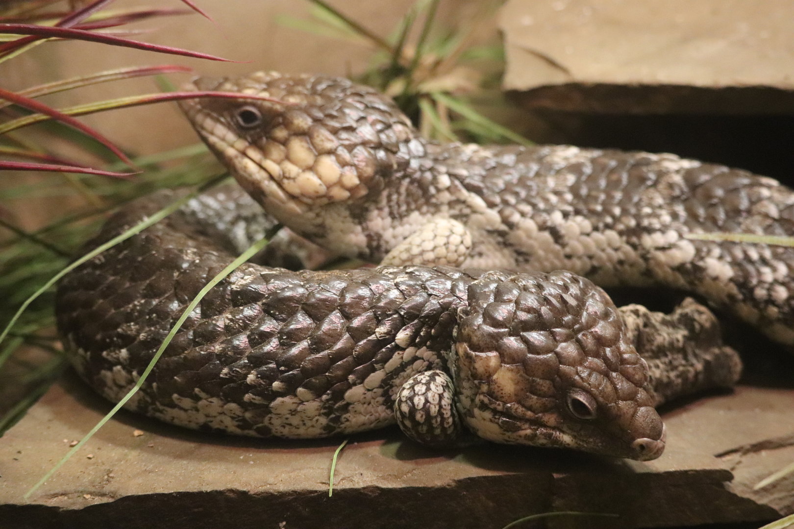 World of Reptiles - Shingleback Skink