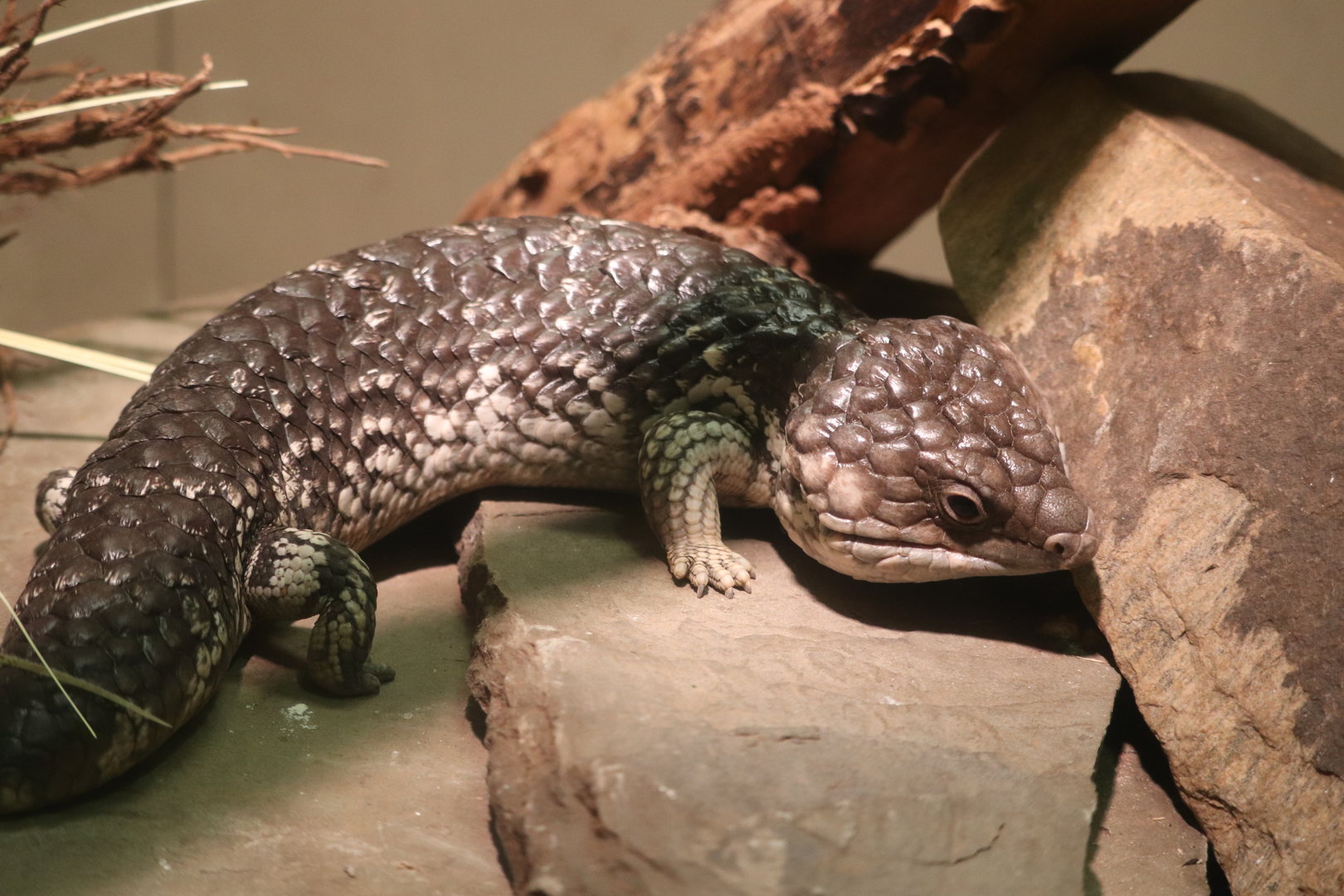 World of Reptiles - Shingleback