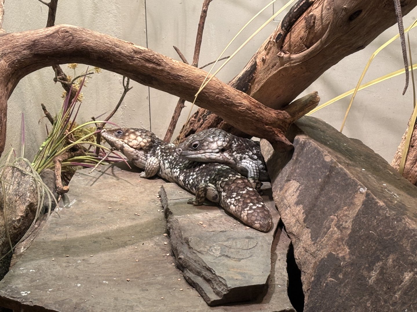 World of Reptiles- Shingleback