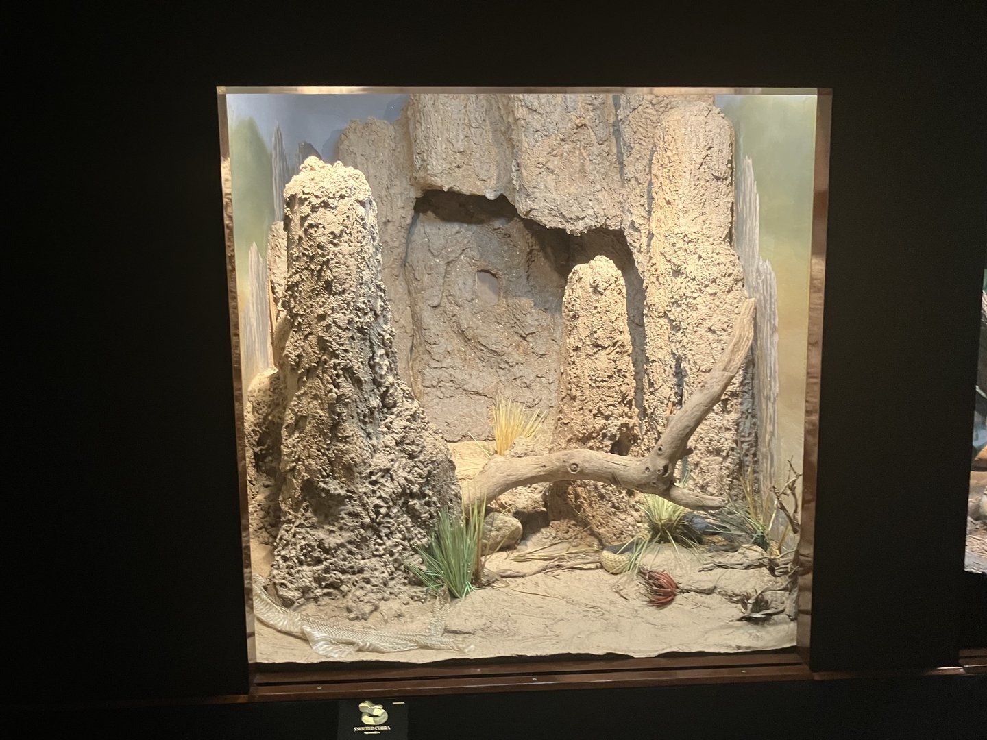 World of Reptiles - Snouted Cobra Terrarium