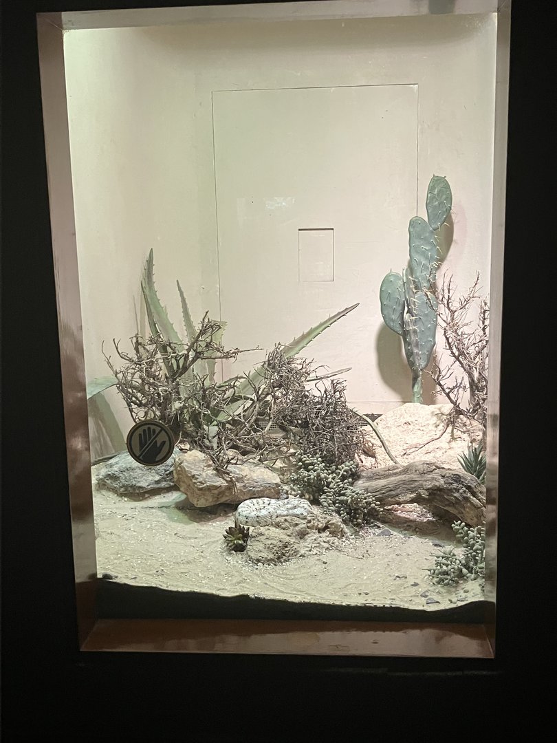 World of Reptiles - Southwestern Speckled Rattlesnake/Mojave Desert Sidewinder Exhibit